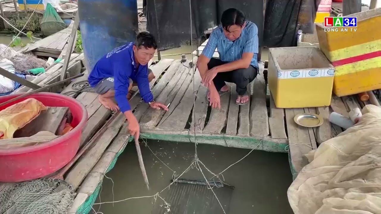 Tân Hưng: Nông dân thu lợi nhuận khá từ mô hình nuôi cá lóc mùa lũ