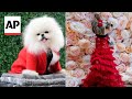 Celebrity canine couture from Anthony Rubio