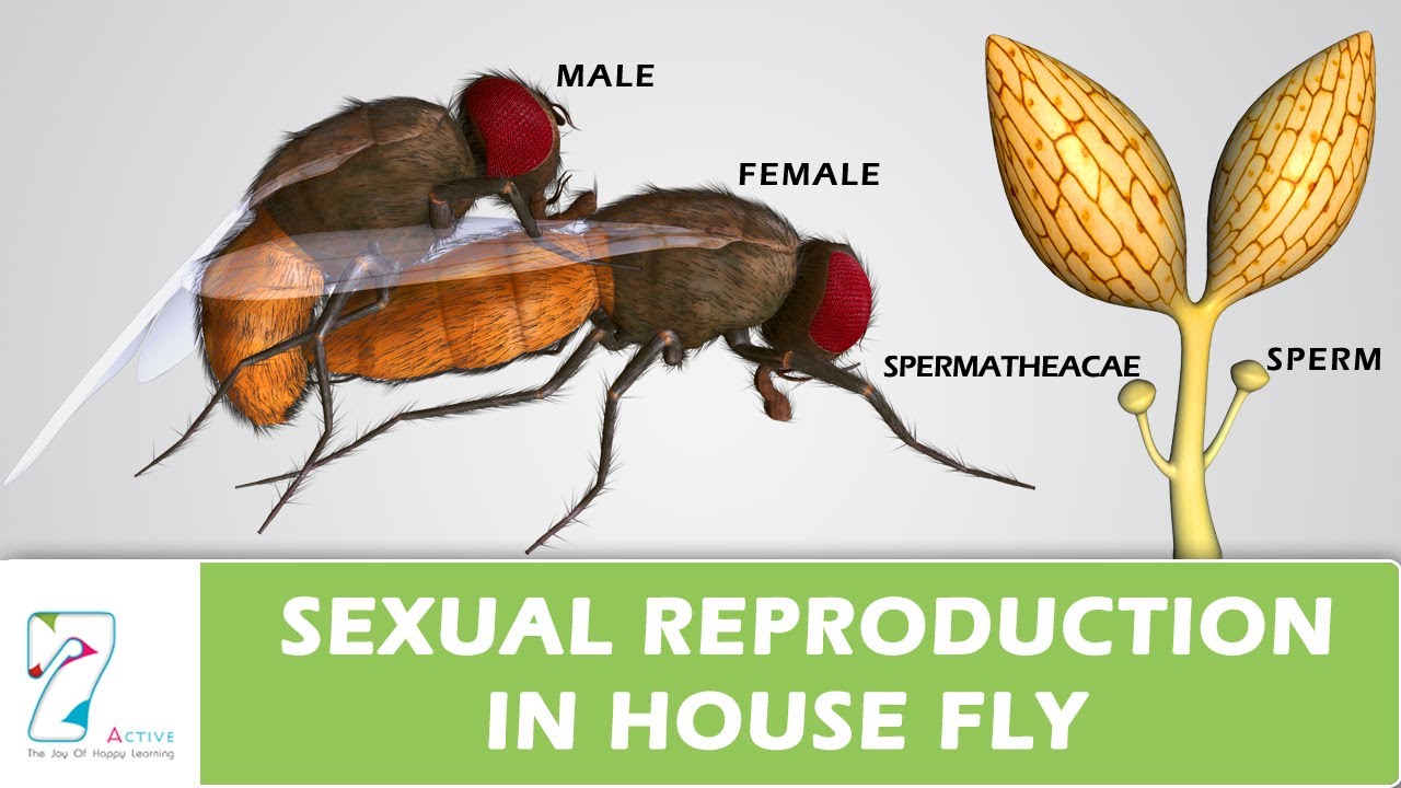 Sexual Reproduction In House Fly Youtube 