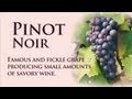 Pinot Noir: Wine Dictionary