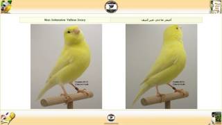 سلسلة كناري اللون - قسم اللايبوكروم - فئة الأصفر Lipochrome Yellow ح4