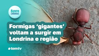 ‘Formigas gigantes’ voltam a aparecer em Londrina e região