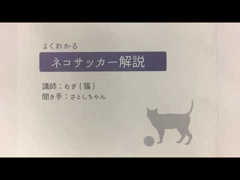 むぎ(猫)「よくわかるネコサッカー解説」
