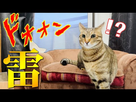 目の前に雷が落ちてビビりまくる猫 まとめちゅーぶ