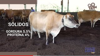 Fazenda Açores São Judas Tadeu - Produção de leite de qualidade com  gado Jersey - TV JERSEY #52