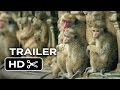 Watch official trailer of 'Monkey Kingdom'- Disneynature Documentary