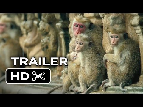 Monkey Kingdom'