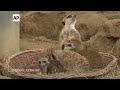 Three meerkat pubs make first public appearance at Germany zoo  - 00:57 min - News - Video