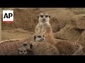Three meerkat pubs make first public appearance at Germany zoo