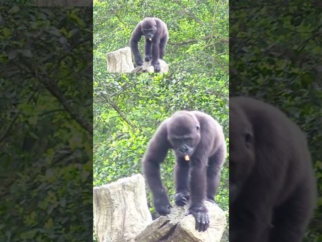 林戈爬好高