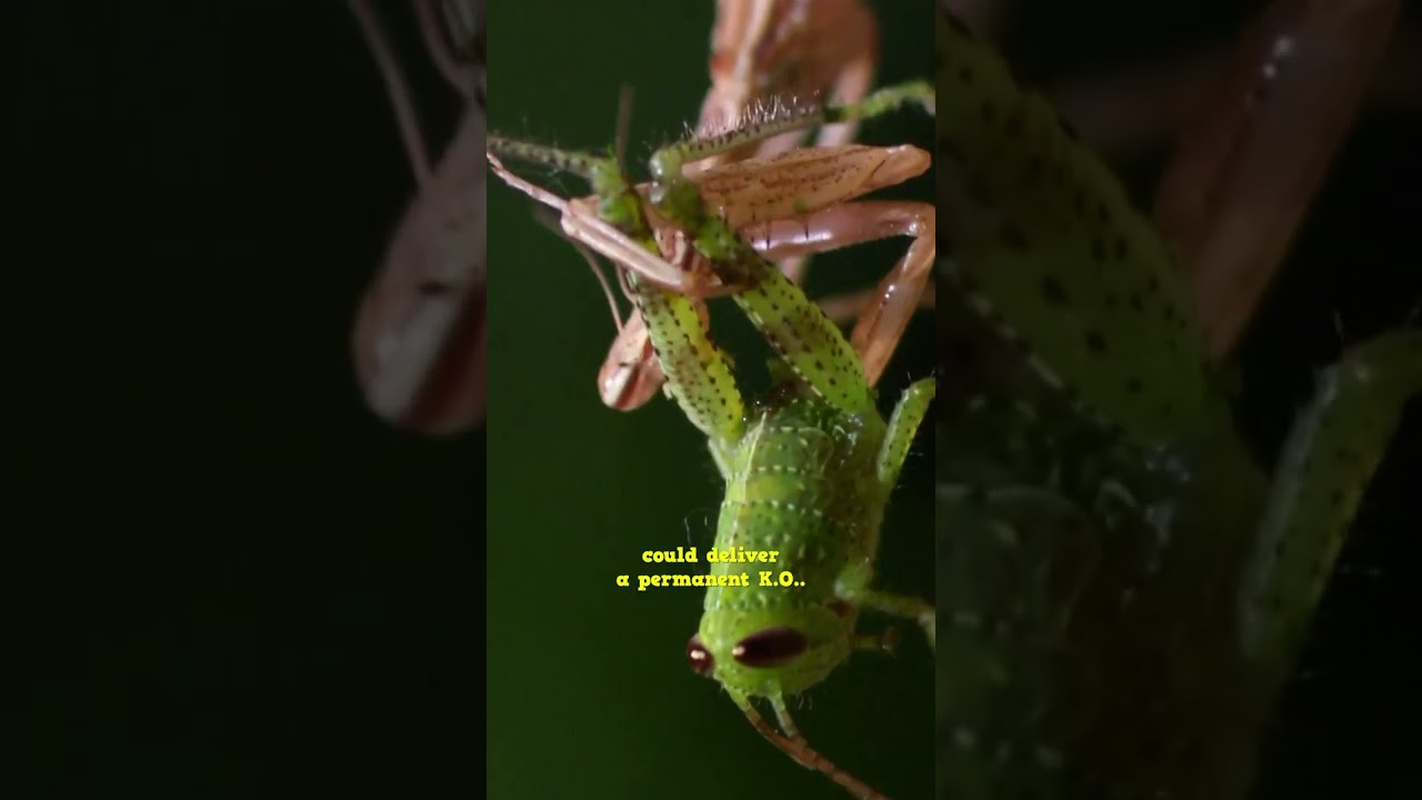 The Mantis Has No Contender In The Underworld! #spider #insects #wildlife #tarantula