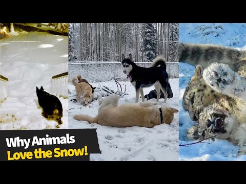 Позитива на денот: Како реагираат животните кога првпат гледаат снег?