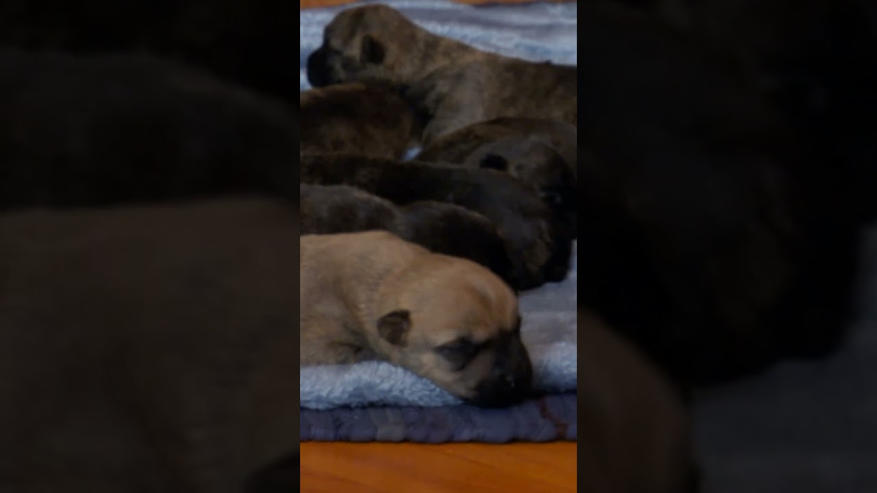 Puppy MELTDOWN When Mom Leaves! | Too Cute! | Animal Planet