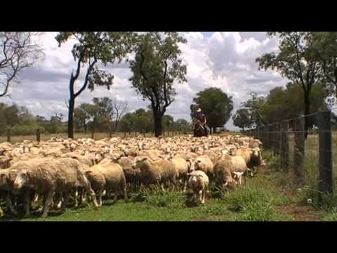 Sheep Mustering