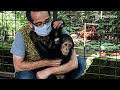 Chimpanzee finds new home in Congo sanctuary
