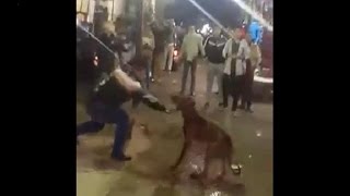مشاهدة فيديو ذبح كلب شارع الهرم كامل يوتيوب كلب شارع الأهرام «للكبار فقط»