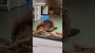Baby rescue beaver adorably builds dam to keep her roommate out 😂❤️