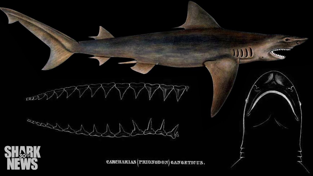 The Ganges River Shark Is Unextinct | Shark News