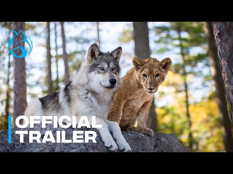 Le loup et le lion'