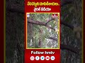 వేపచెట్టుకు మామిడికాయలు...వైరల్ వీడియో | Mangoes Growing on Neem Tree | hmtv  - 00:59 min - News - Video