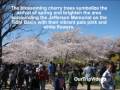 National Cherry Blossom Festival, Washington DC, US - Pictures