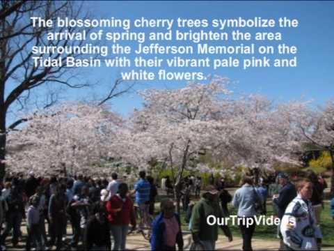 Pictures of National Cherry Blossom Festival, Washington DC, US