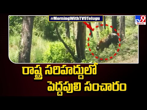 Video of tiger crossing road at Tadoba Tiger Reserve goes viral