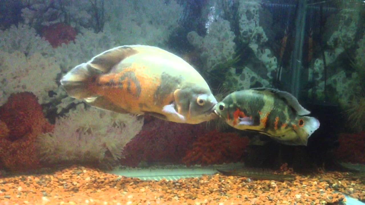 Small Tiger Oscar vs Big Albino Oscar - YouTube Small Tiger Oscar vs Big Albino Oscar - YouTube