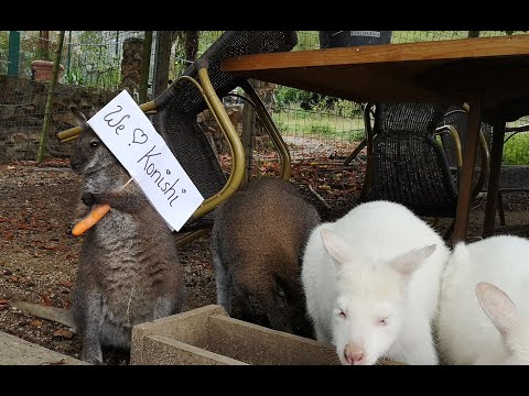 Modern Koi Blog #4211 - Biga's Wildlife Sanctuary with Koi & Kangaroos