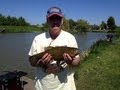 Roy Catches A Lincolnshire Tench West Wood Lakes