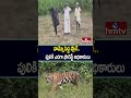 వామ్మో పెద్ద ప్లానే..  పులికి ఎరగా ఫారెస్ట్ అధికారులు | hmtv  - 01:01 min - News - Video