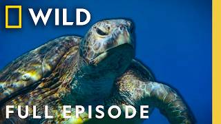 New Life Under the Sea (Full Episode) | Incredible Animal Journeys | Nat Geo Animals