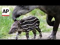 Baby tapir makes its San Diego Zoo debut wiggling its nose at the world