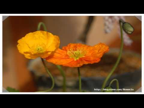 명언 모음/(백지영)-노래 모음 총맞은것처럼 외 13곡