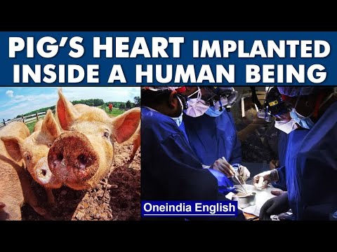 Doctors successfully implant pig’s heart inside human patient