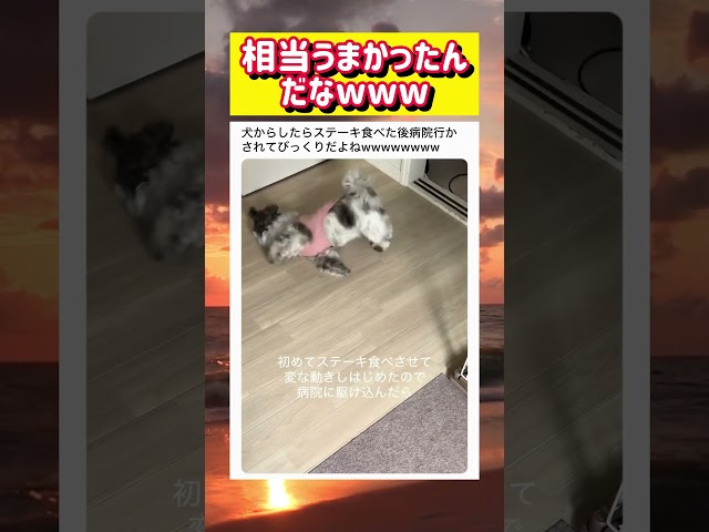 初めてステーキを食べた犬wwwww #面白い #おもしろ #tiktok #Twitter #2ch #5ch