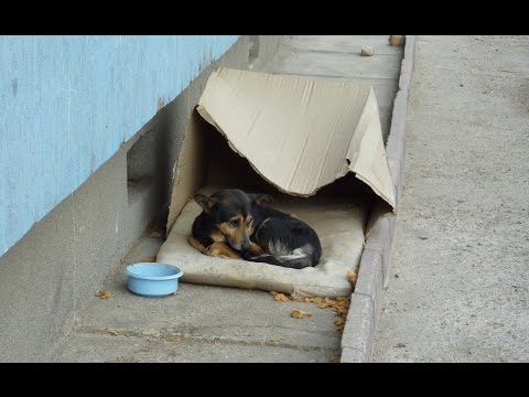 Homeless dog living in a cardboard box gets rescued & has a heartwarming transformation.