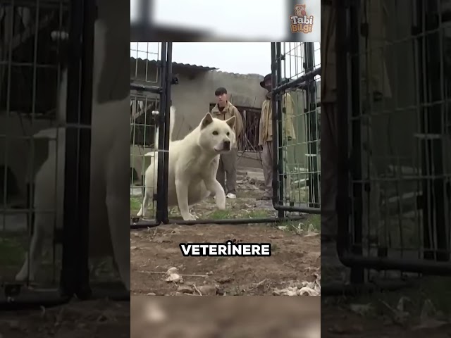 Bu Köpeğin Hastalığı Onu Hamile Gibi Gösteriyordu 🐶❤️