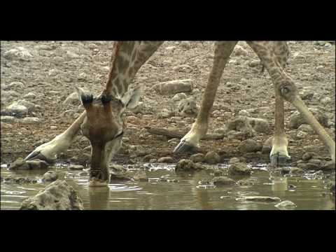 Terrestrial Biomes Video Biology Ck 12 Foundation Terrestrial Biomes Video Biology Ck 12 Foundation