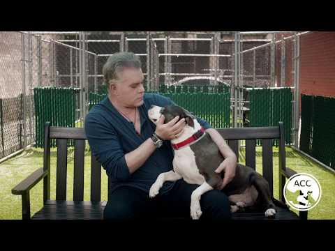 Ray Liotta ACC | I Was Adopted Ray Liotta ACC | I Was Adopted