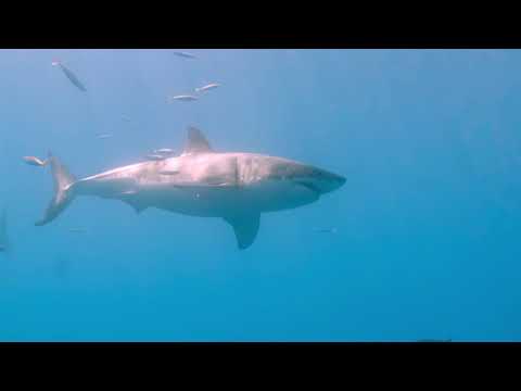 Sharks: Monster of the Media'