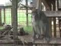 Logan just after his release into the new enclosure