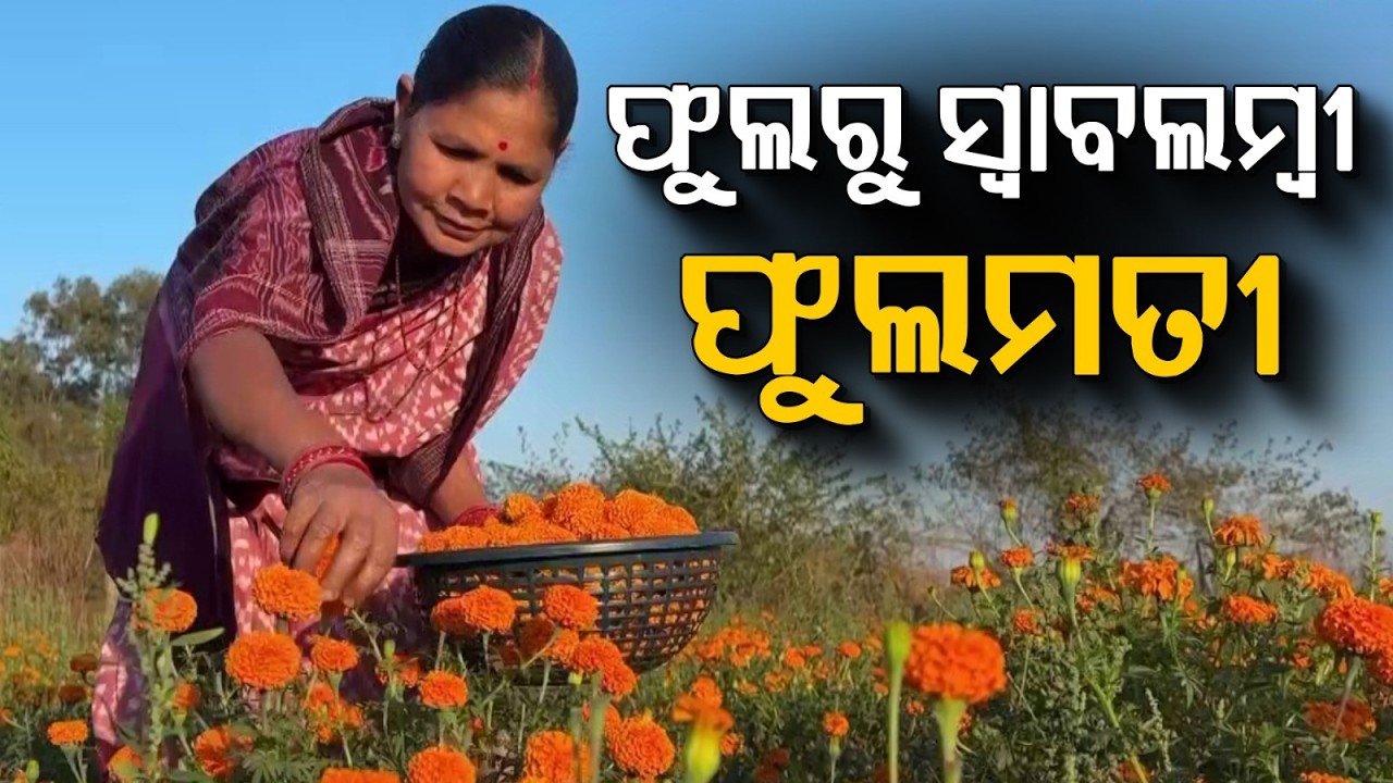 Inspirational Success Story: Woman Farmer Earns Lakhs From Marigold Farming | Sambalpur | Argus News