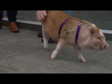 SupplyHouse.com employee's pet pig hogged all the attention in the office during her office visit! SupplyHouse.com employee's pet pig hogged all the attention in the office during her office visit!