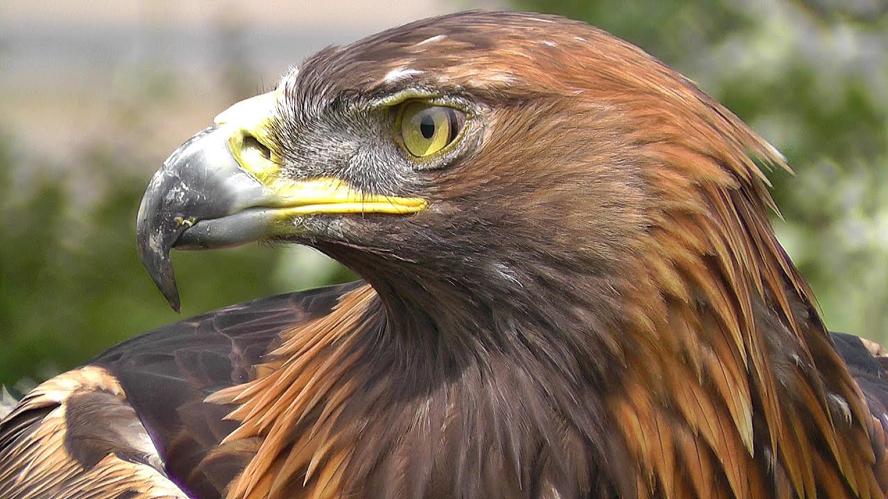 Gold-Eagle