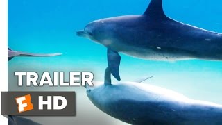 Dolphins 2018 Movie Trailer