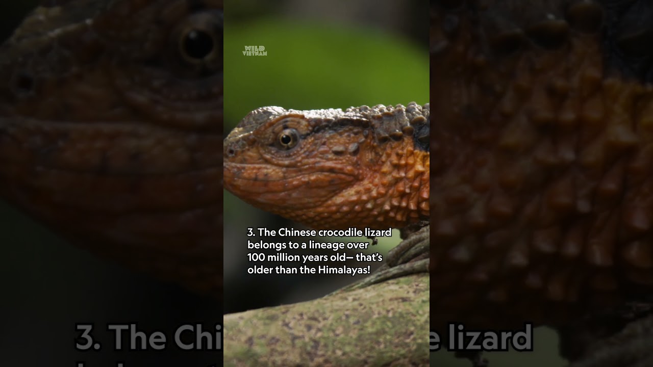 Crocodile or lizard? 🤔 #WildVietnam #NationalGeographic