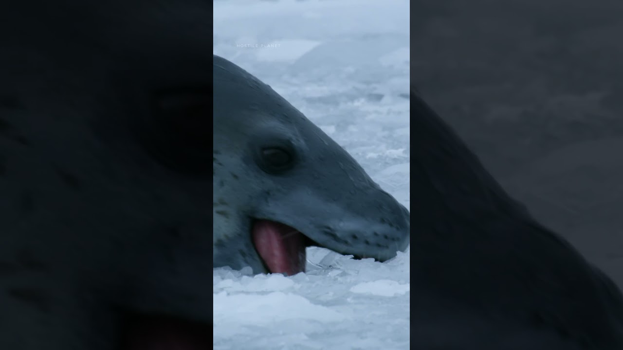 Penguins must navigate a frozen maze to survive 🐧 #HostilePlanet