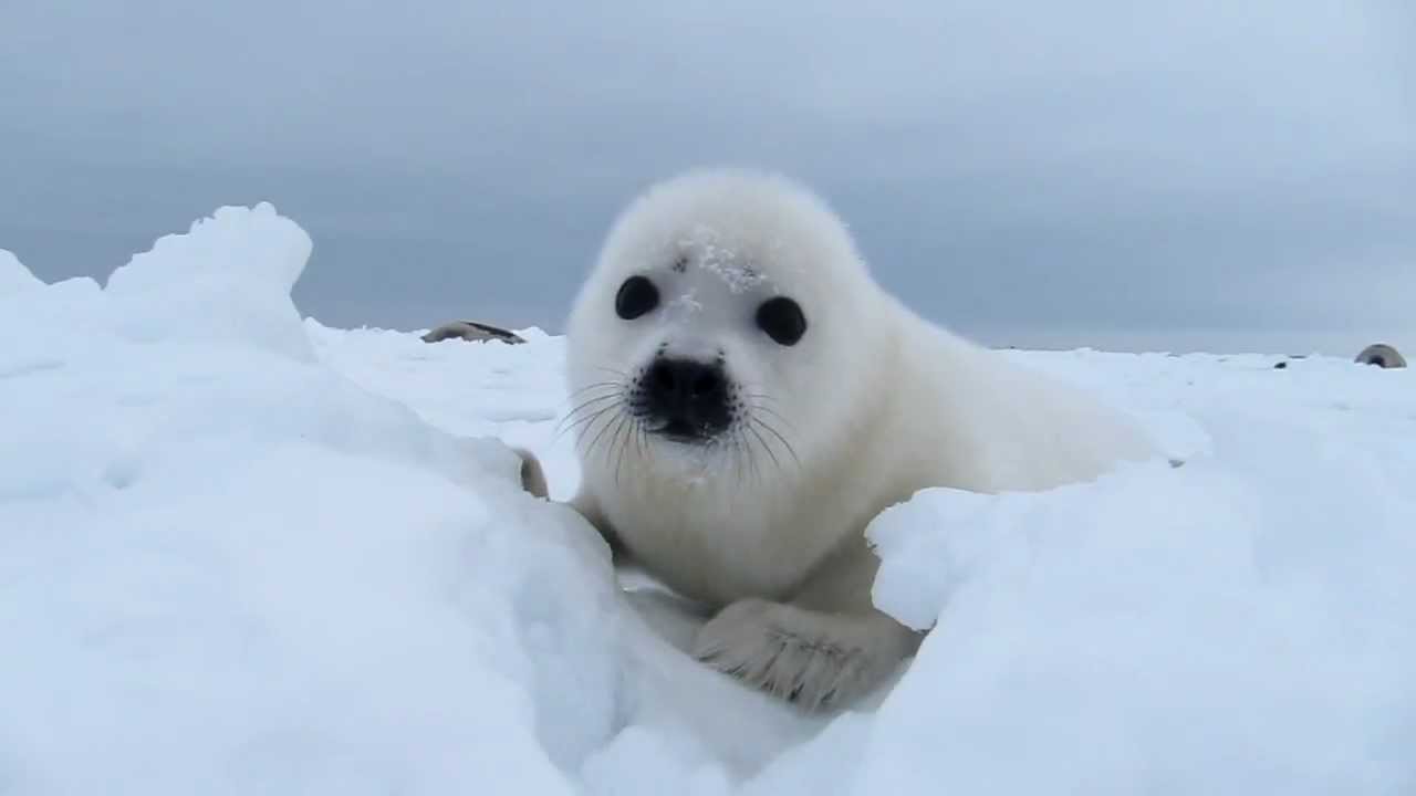 あざらしの赤ちゃん 『 行こか 戻ろか 』 / Baby Harp Seal -8 - YouTube