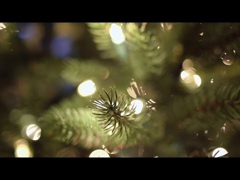 Beachfront B-Roll: Christmas Tree Bokeh (Free to Use HD Stock Video Footage)
